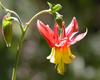 Columbine Columbine